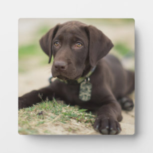 Placa Expositora Cachorro de Chocolate Lab