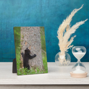 Placa Expositora Cachorro de Oso Negro Grandes Montañas Humeantes