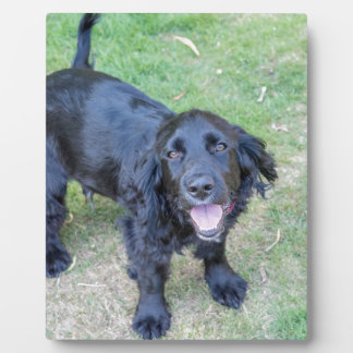 Placa Expositora Cachorro negro