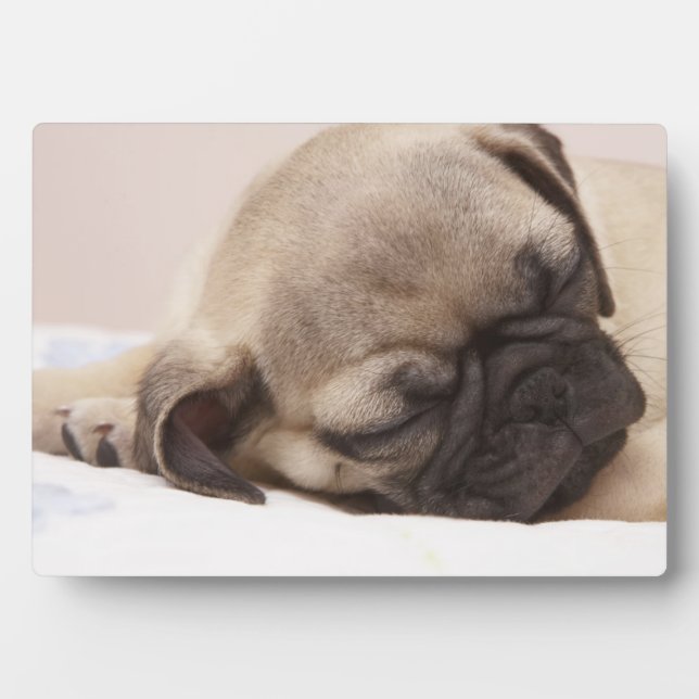 Placa Expositora Cachorro Souneping (Frente)