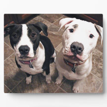 cachorros adorables de pitbull perros