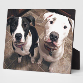 Placa Expositora cachorros adorables de pitbull perros