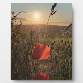 Placa Expositora Cachorros al atardecer 2. Perranporth, Cornwall