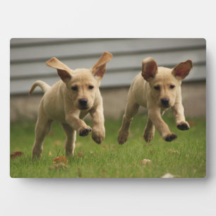 Placa Expositora Cachorros amarillos del labrador