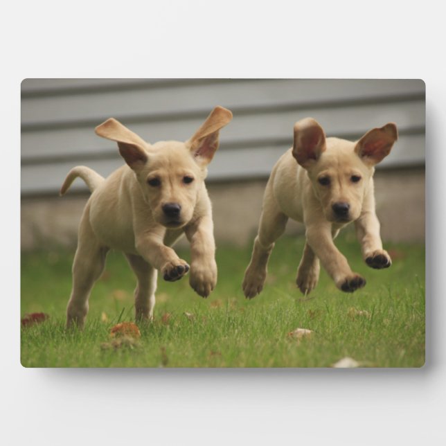 Placa Expositora Cachorros amarillos del labrador (Frente)