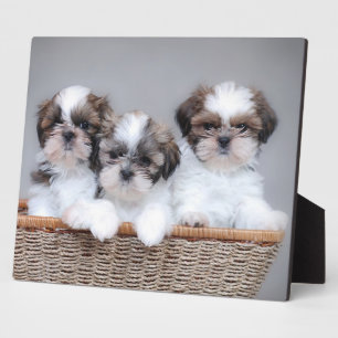 Placa Expositora Cachorros de Shih Tzu