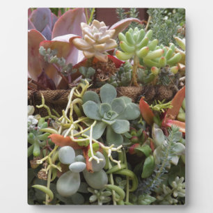 Placa Expositora Cacti multicolor