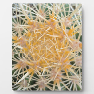 Placa Expositora Cactus