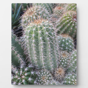 Placa Expositora Cactus