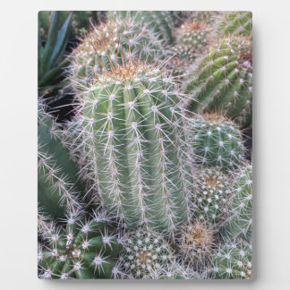 Placa Expositora Cactus