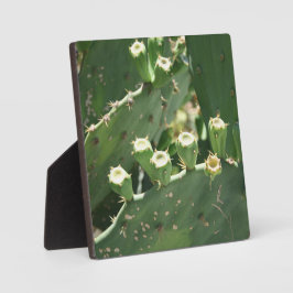 Placa Expositora Cactus