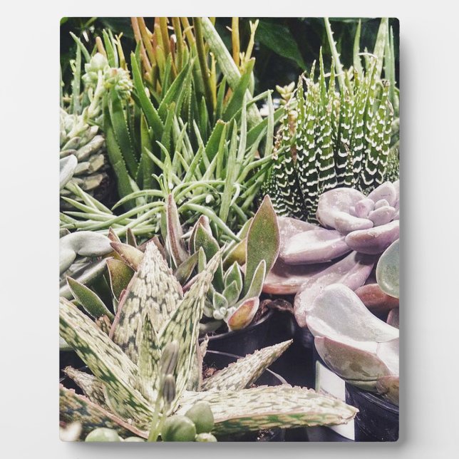 Placa Expositora Cactus Garden (Frente)
