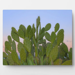 Placa Expositora Cactus y sisal en Bosque Seco