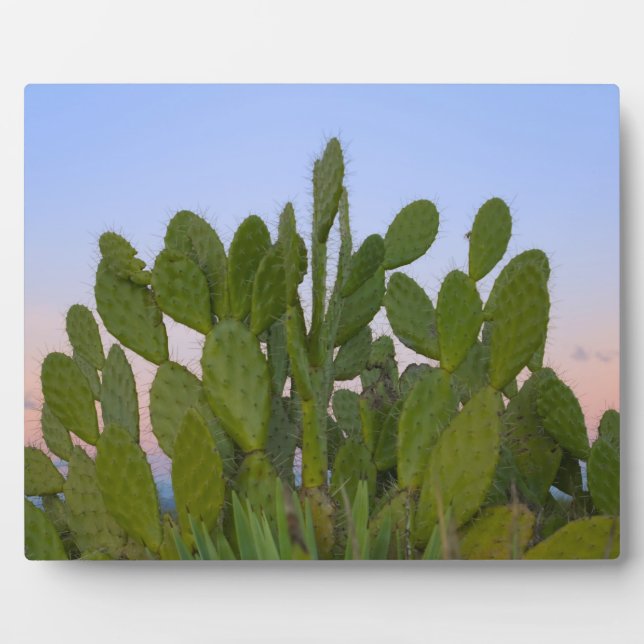Placa Expositora Cactus y sisal en Bosque Seco (Frente)