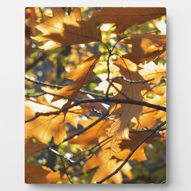 Placa Expositora Caída amarilla (Frente)