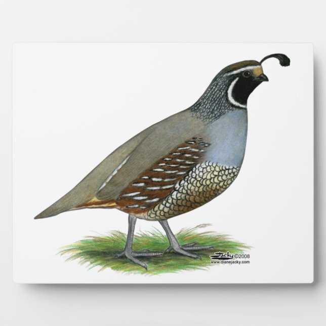 Placa Expositora California Valley Quail (Frente)