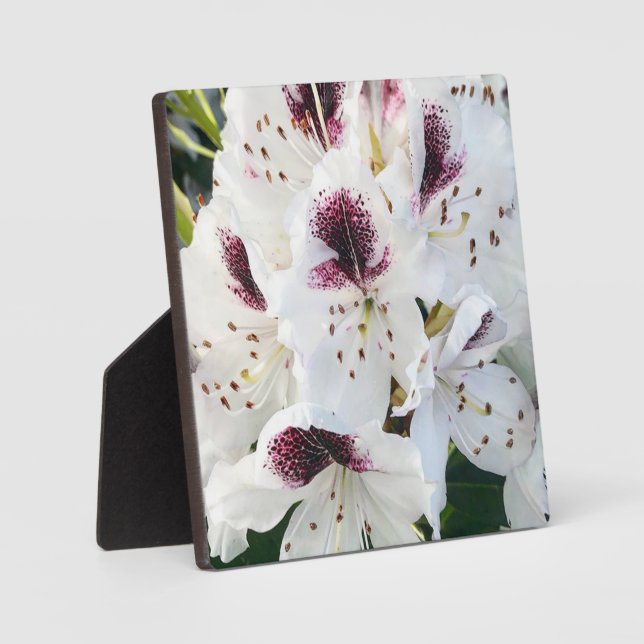 Placa Expositora Calsap Rhododendros (Anverso)