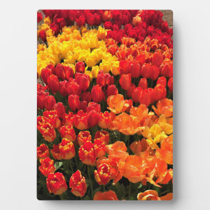 Placa Expositora Cama Sunset Tulip Garden, Oregón
