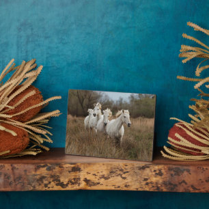 Placa Expositora Camarga de caballos