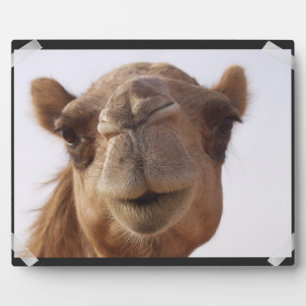 Placa Expositora Camel Plaque