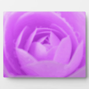 Placa Expositora Camellia Purple Plaque