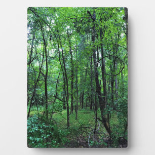 Placa Expositora Caminando por el bosque, Chester, Carolina del Sur