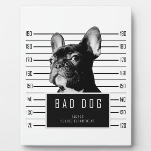 Placa Expositora Camisas mugshot del Bulldog francés