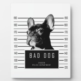 Placa Expositora Camisas mugshot del Bulldog francés