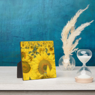 Placa Expositora Campo amarillo de girasoles, fotografía