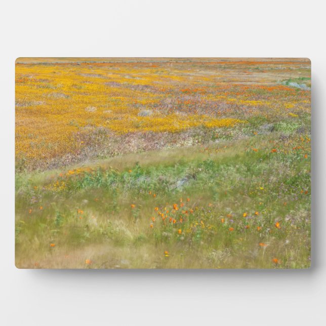 Placa Expositora Campo de flores silvestres (Frente)