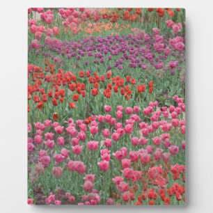 Placa Expositora Campo De Tulipanes