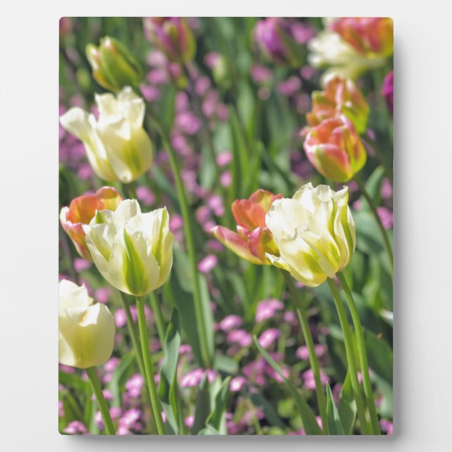 Placa Expositora Campo de tulipanes (Frente)