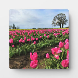 Placa Expositora Campo de tulipanes rosados, Oregón