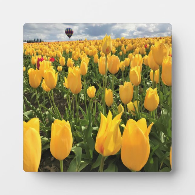 Placa Expositora Campo tulipán amarillo con globo de aire caliente (Frente)