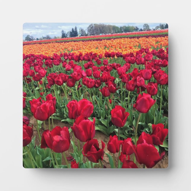 Placa Expositora Campo Tulipán rojo y Naranja, Oregón (Frente)