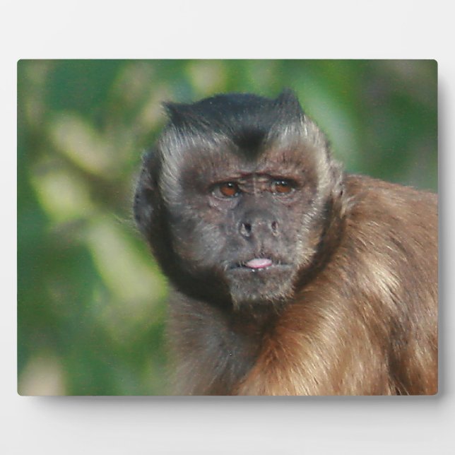 Placa Expositora Capuchin Monkey Cul pero Cranky (Frente)