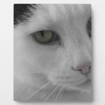 Cara de gatos negros y blancos