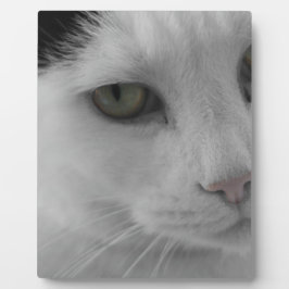 Placa Expositora Cara de gatos negros y blancos