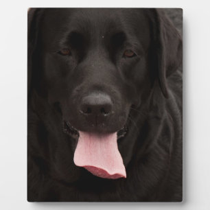 Placa Expositora Cara de perro negro