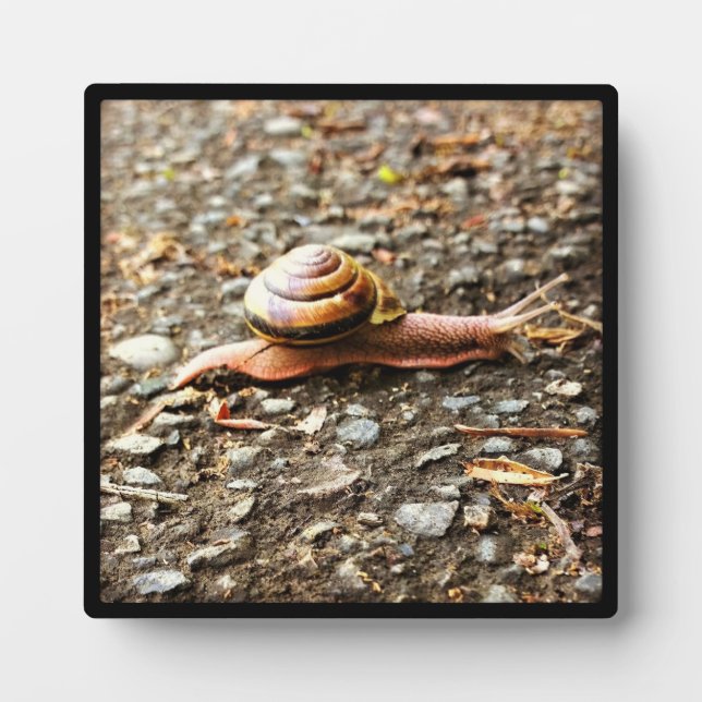 Placa Expositora Caracol rojo en el suelo (Frente)