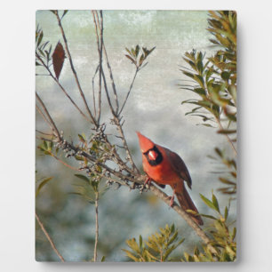 Placa Expositora Cardenal del Norte en Wax Myrtle