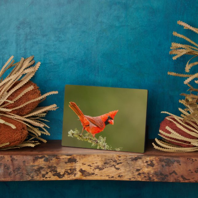 Placa Expositora Cardenal masculino en la liga (Lado)