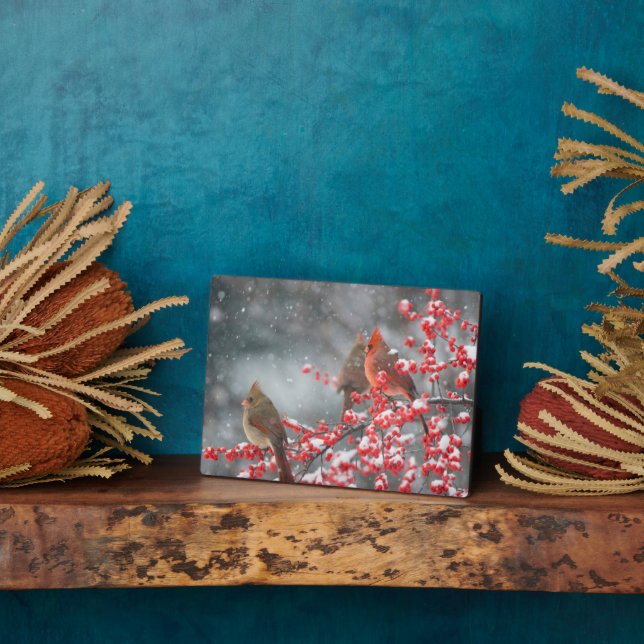 Placa Expositora Cardenales del Norte | Marion, Illinois (Lado)