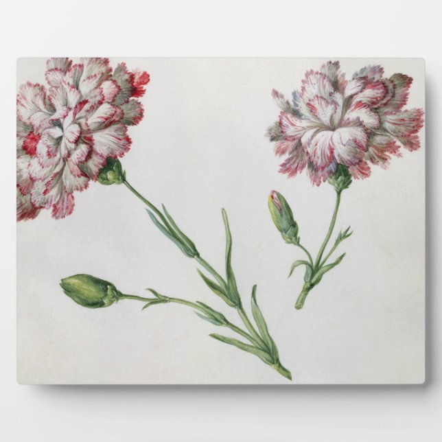 Placa Expositora Carnations (w/c on paper) (Frente)