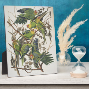 Placa Expositora Carolina Parakeet, de 'Birds of America', 1829