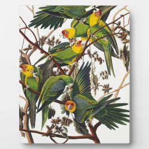Placa Expositora Carolina Parrot - John James Audubon (1827-1838)