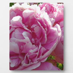 Placa Expositora Casa de campo de campo con flores de Pink Peony