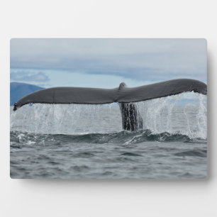 Placa Expositora Cascada