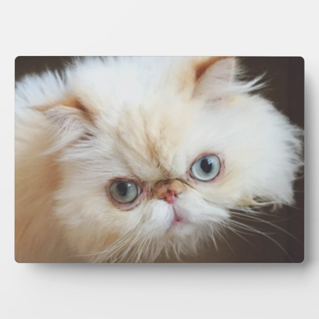 Placa Expositora Cat In A Box (Frente)