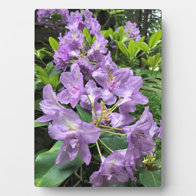 Placa Expositora Catawbiense Boursault Rhododendrons, Oregon (Frente)